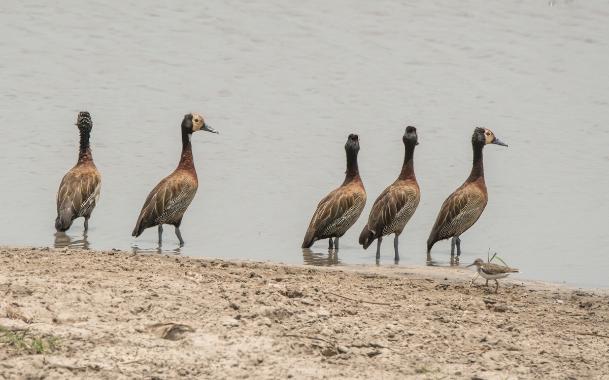 White-faced Whistling-Duck - ML615216500