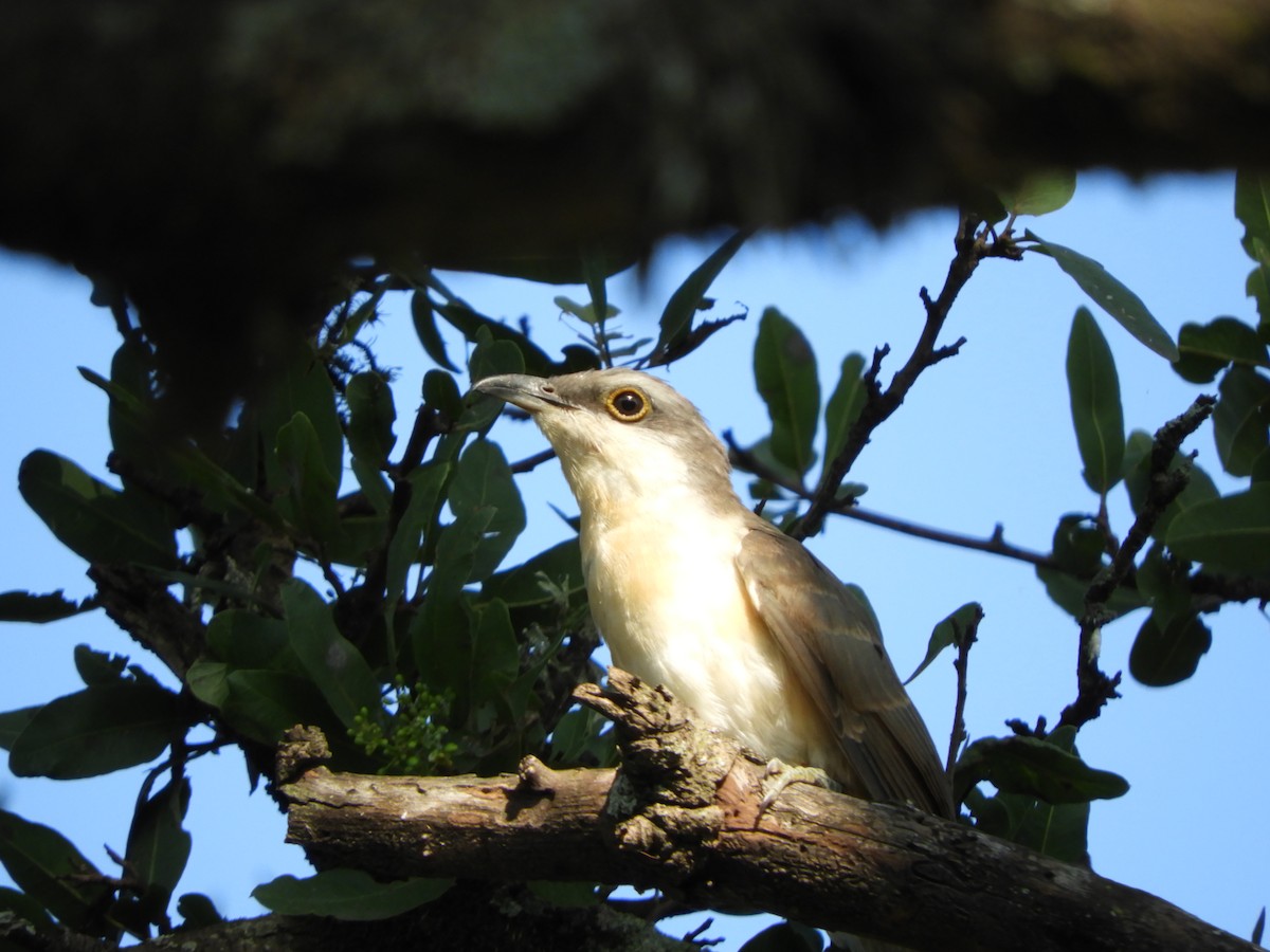 Yellow-billed Cuckoo - Silvia Benoist