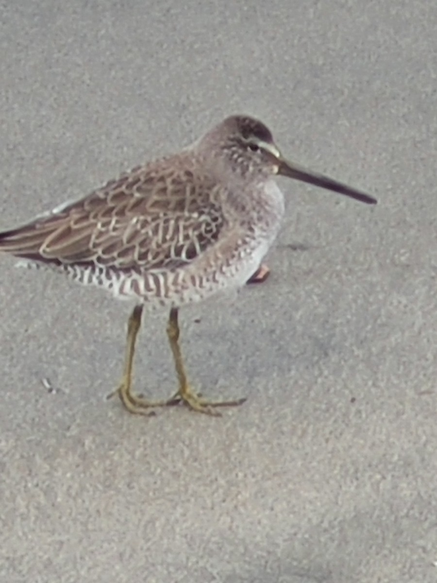 Short-billed Dowitcher - ML615216523