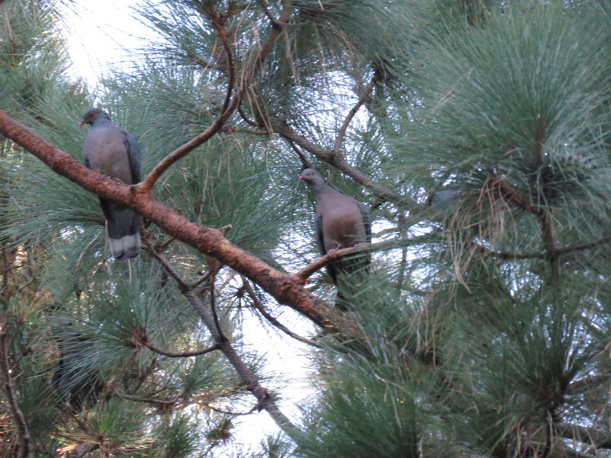 Pigeon de Bolle - ML615216537