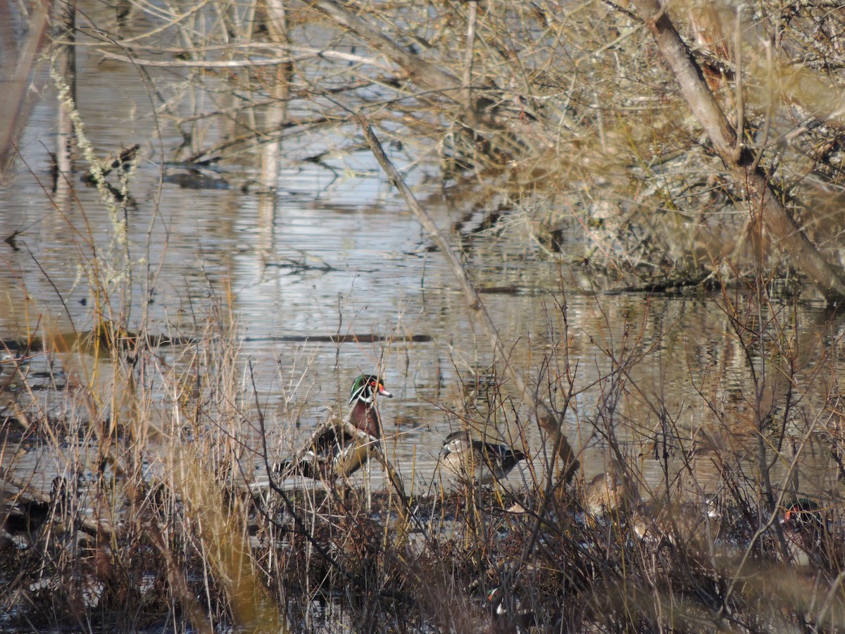 Wood Duck - ML615216641