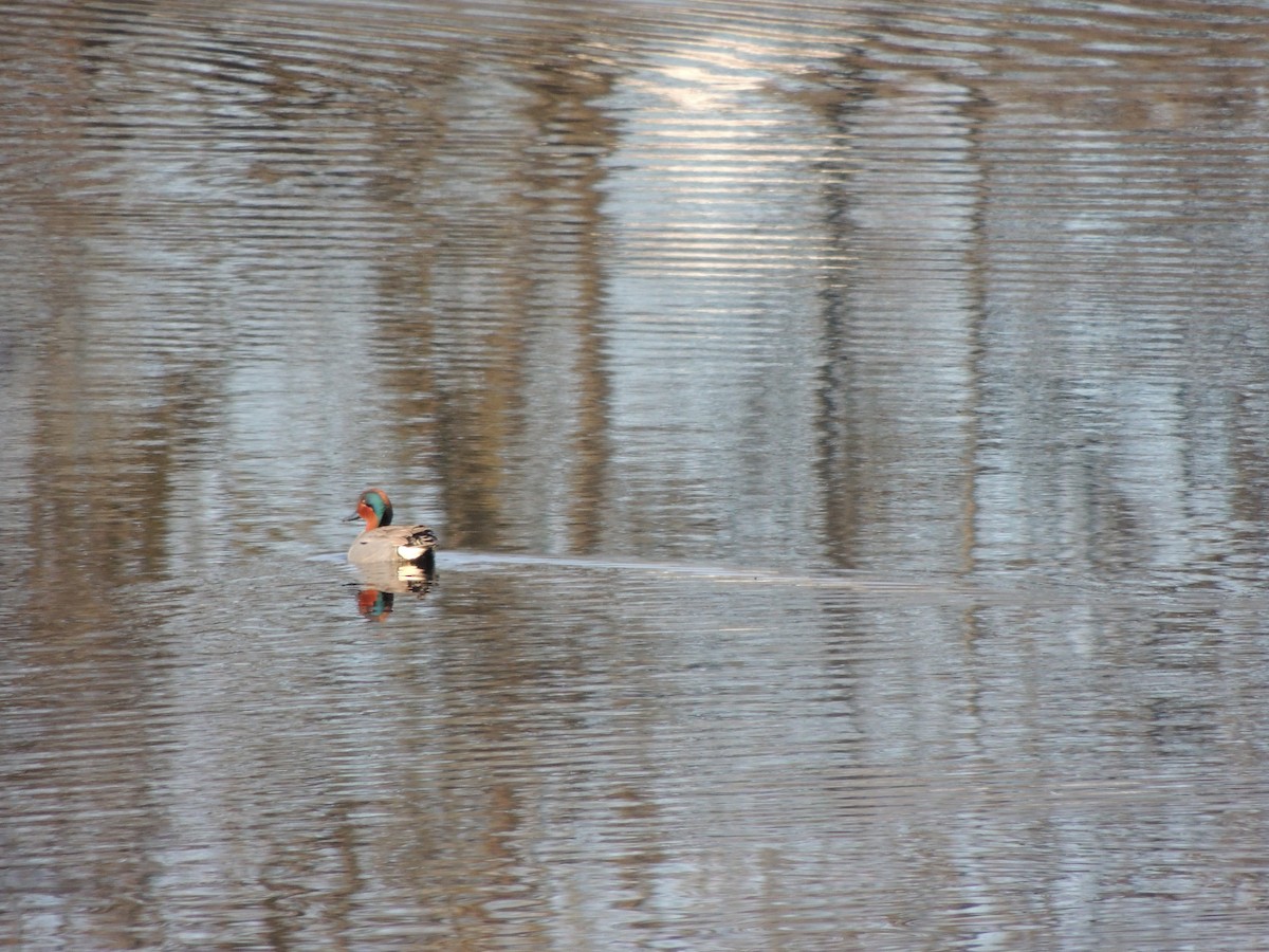 Green-winged Teal - Mikala Leshley