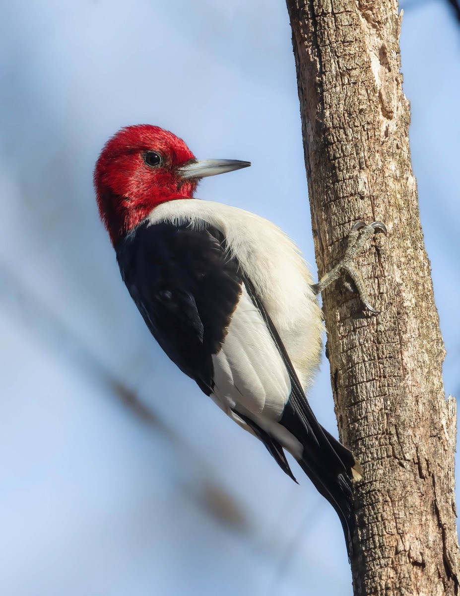 Red-headed Woodpecker - ML615216665