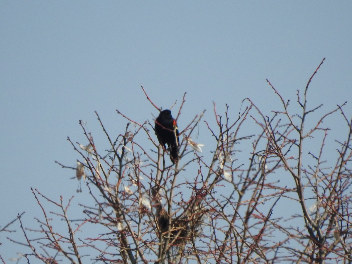 Red-winged Blackbird - ML615216694