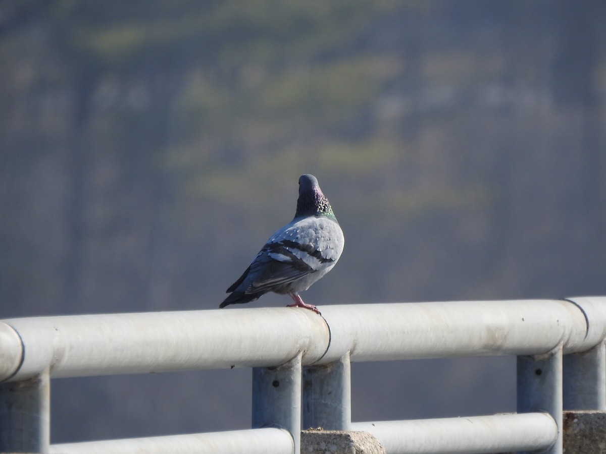 Rock Pigeon (Feral Pigeon) - ML615216729