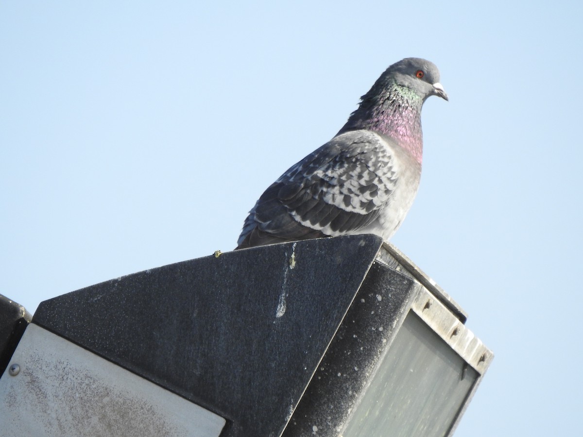 Rock Pigeon (Feral Pigeon) - ML615216731