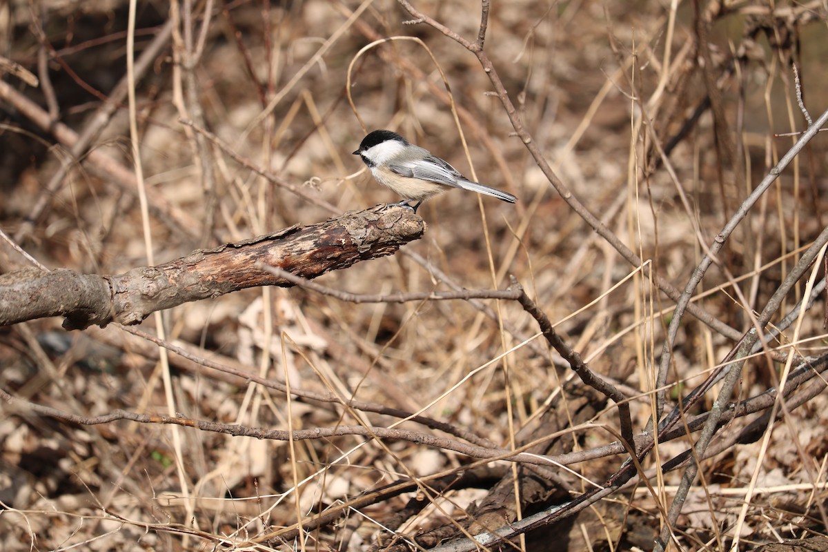 Black-capped Chickadee - ML615216766