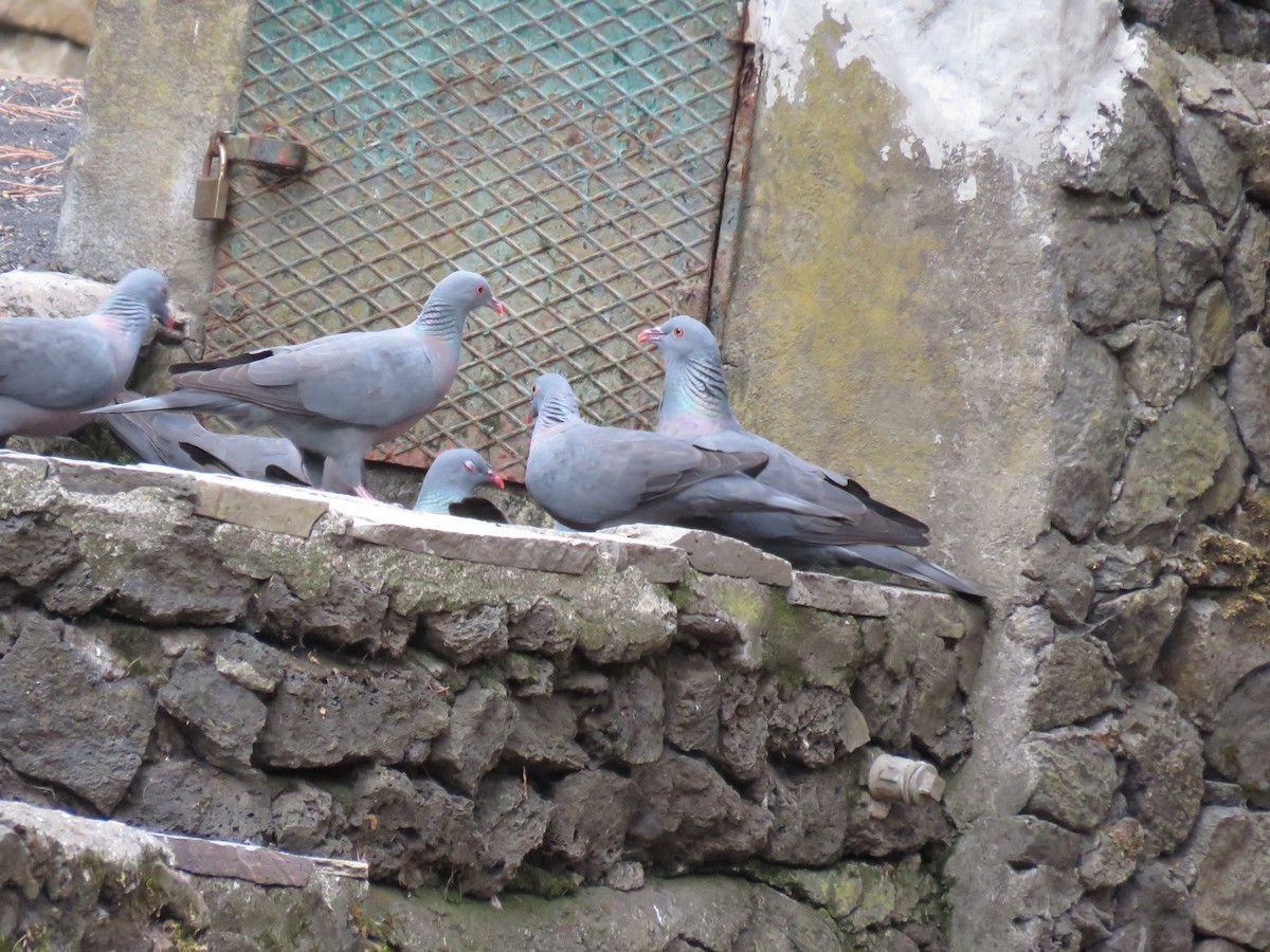 Pigeon de Bolle - ML615216814