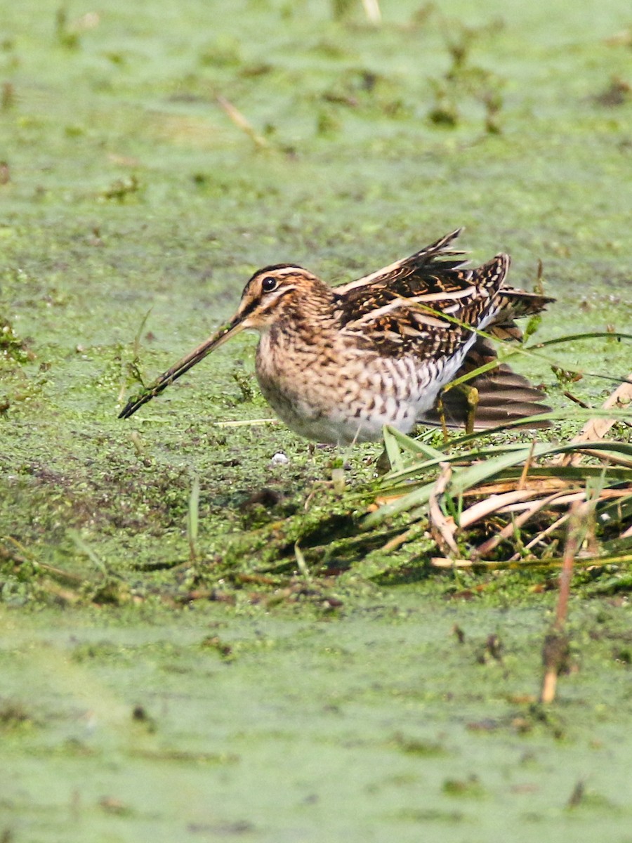 Common Snipe - ML615216815