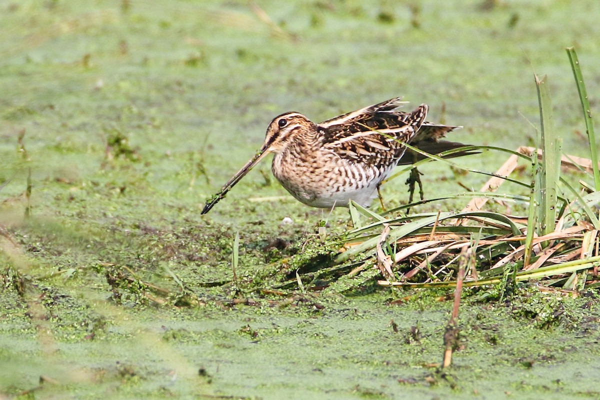 Common Snipe - ML615216818