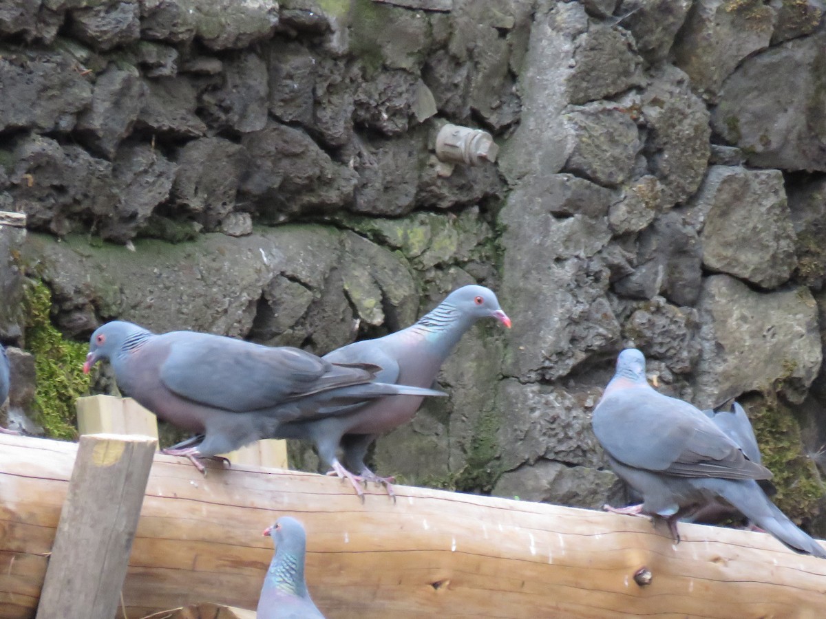 Pigeon de Bolle - ML615216855