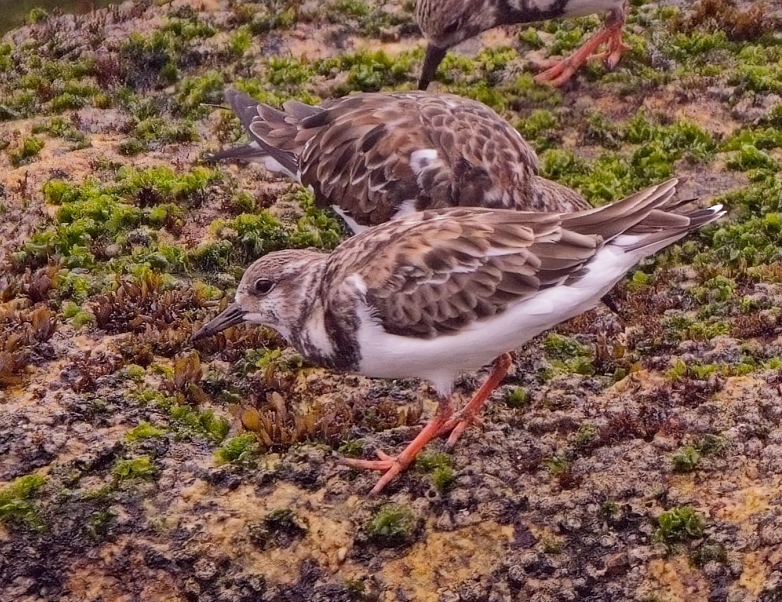 Ruddy Turnstone - Blair Bernson