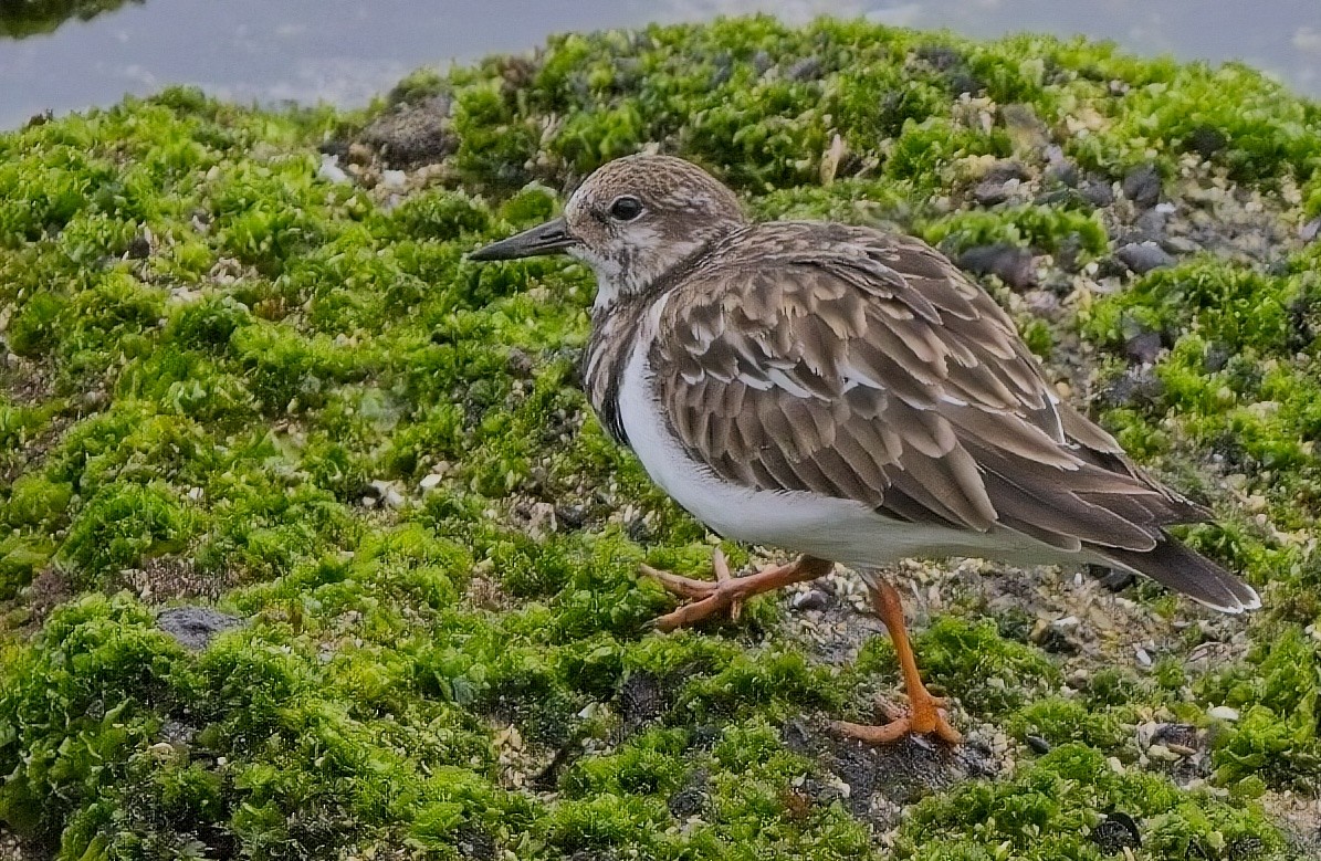 Ruddy Turnstone - Blair Bernson