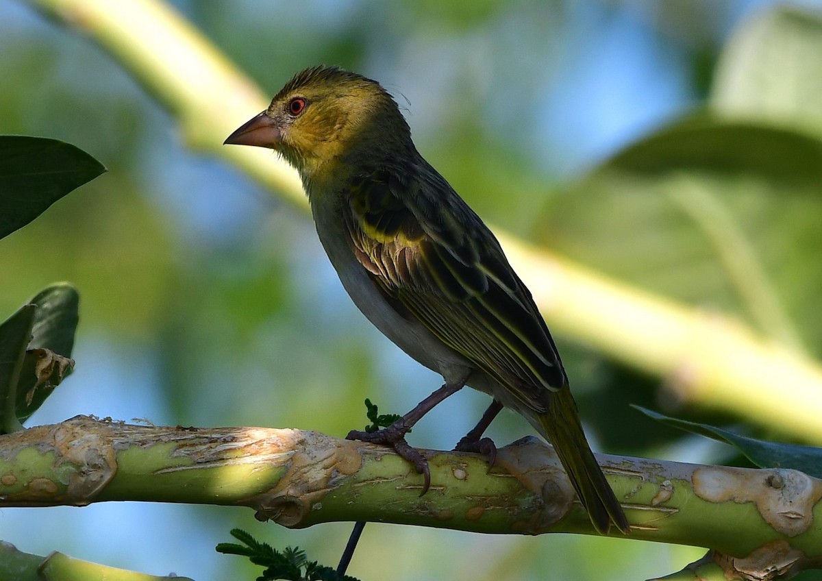 Rüppell's Weaver - Özgür Ekincioğlu