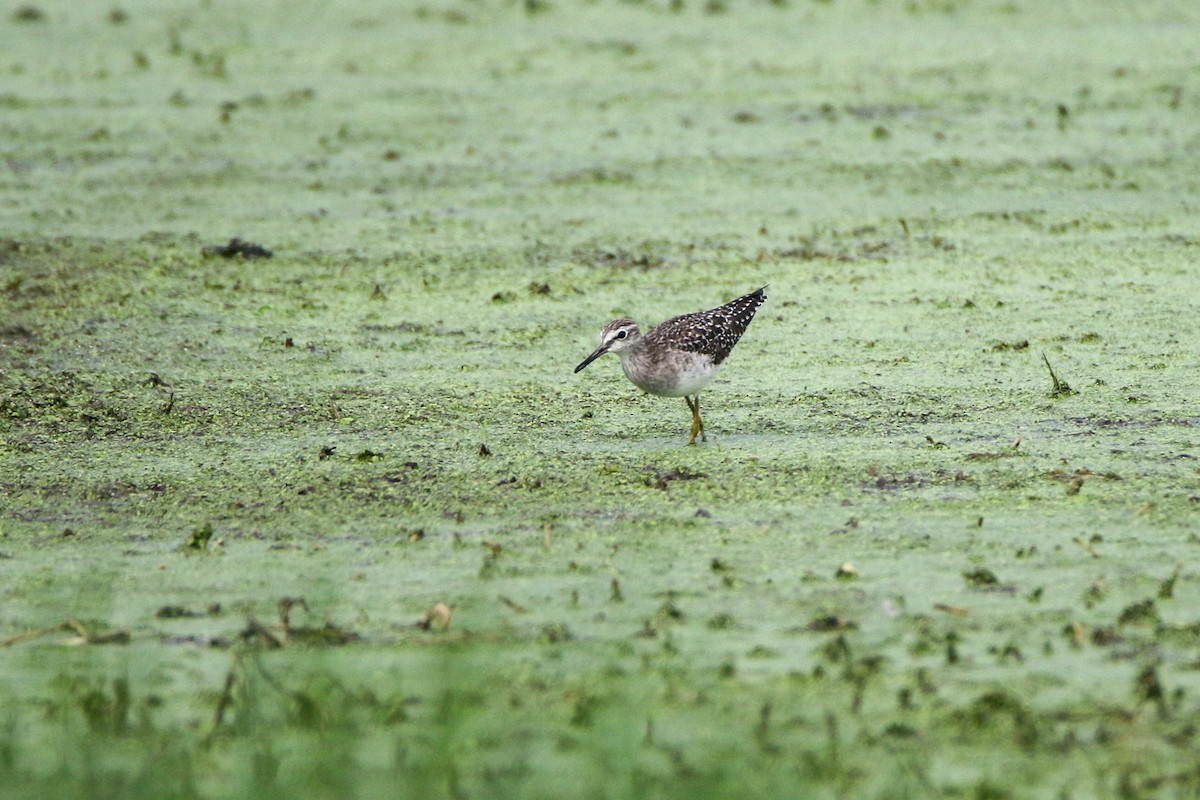 Wood Sandpiper - Sujit Kumar Mandal