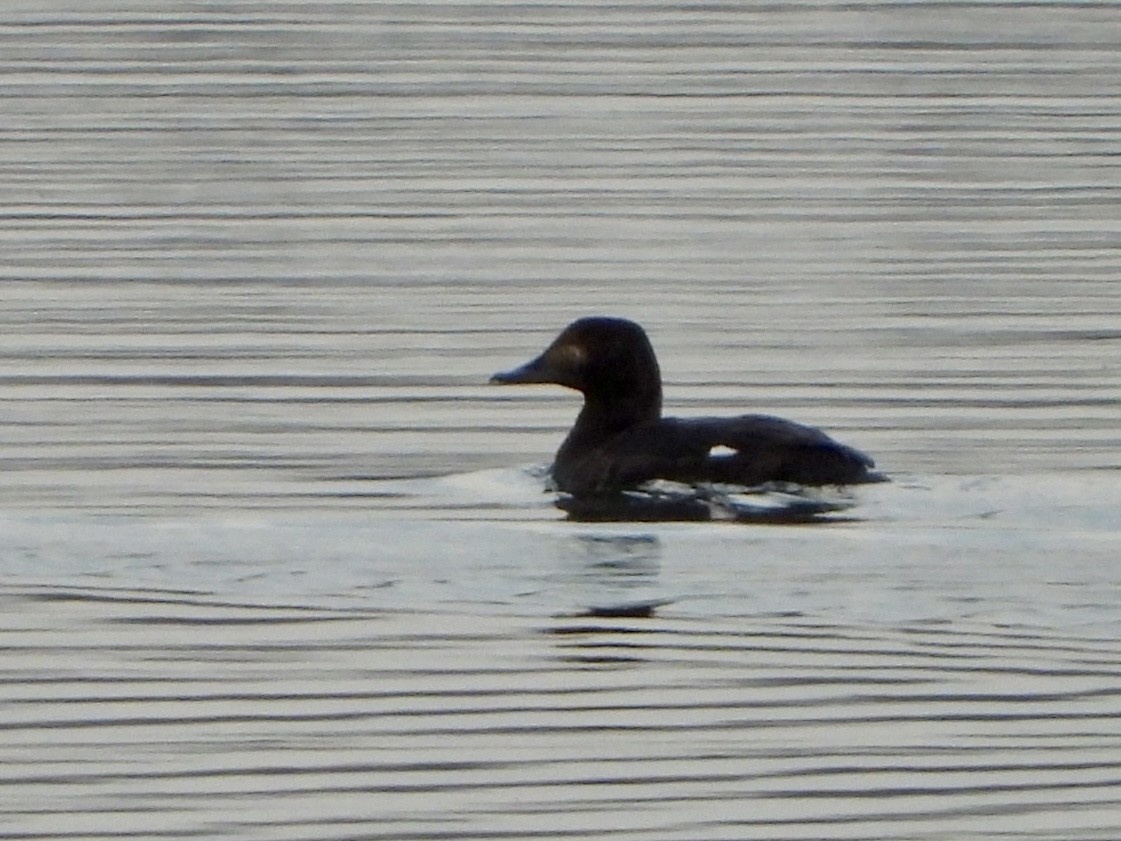 Velvet Scoter - ML615216952