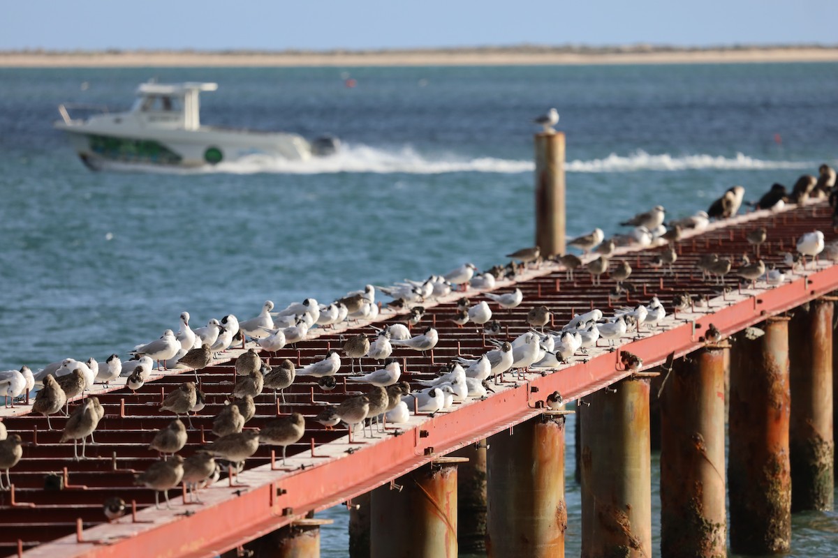 Black-headed Gull - ML615216996