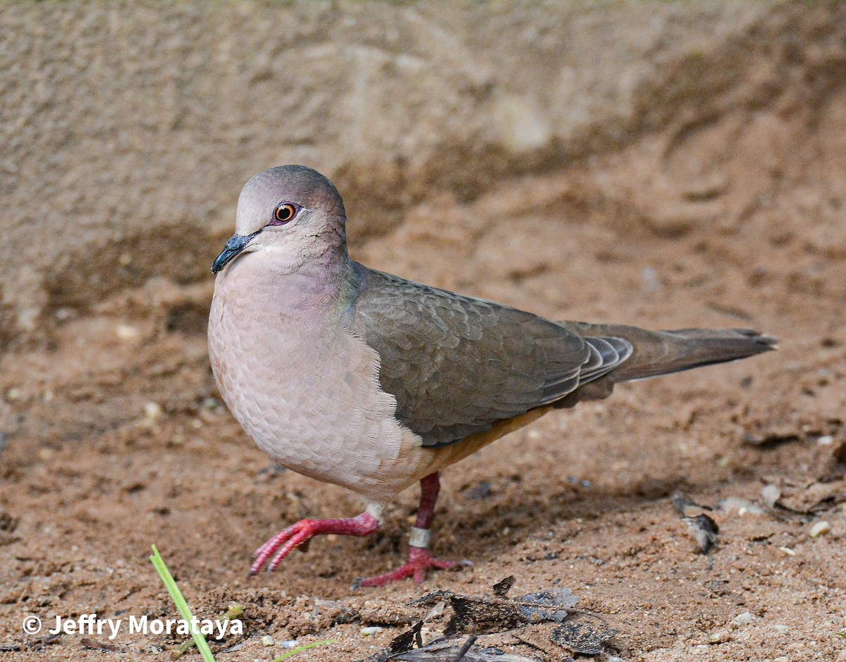 White-tipped Dove - ML615217012