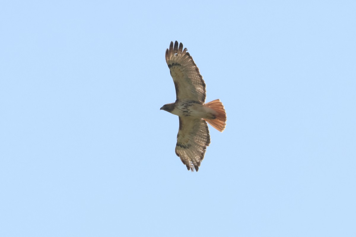 Red-tailed Hawk - ML615217038