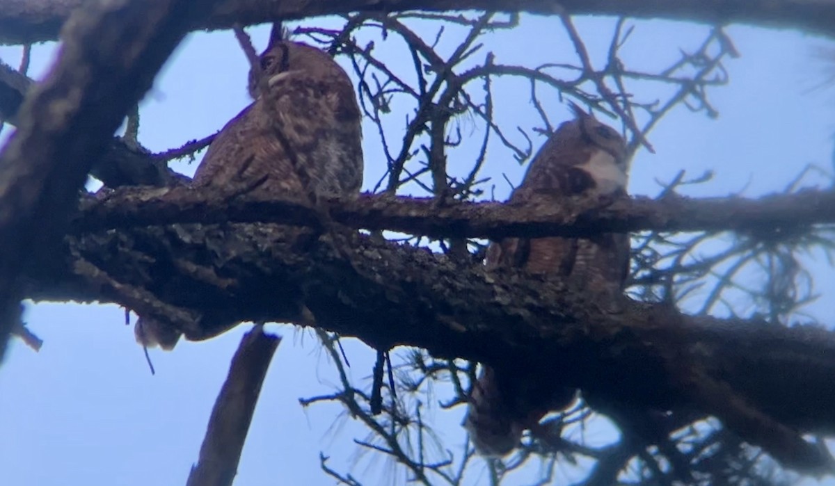 Great Horned Owl - ML615217059