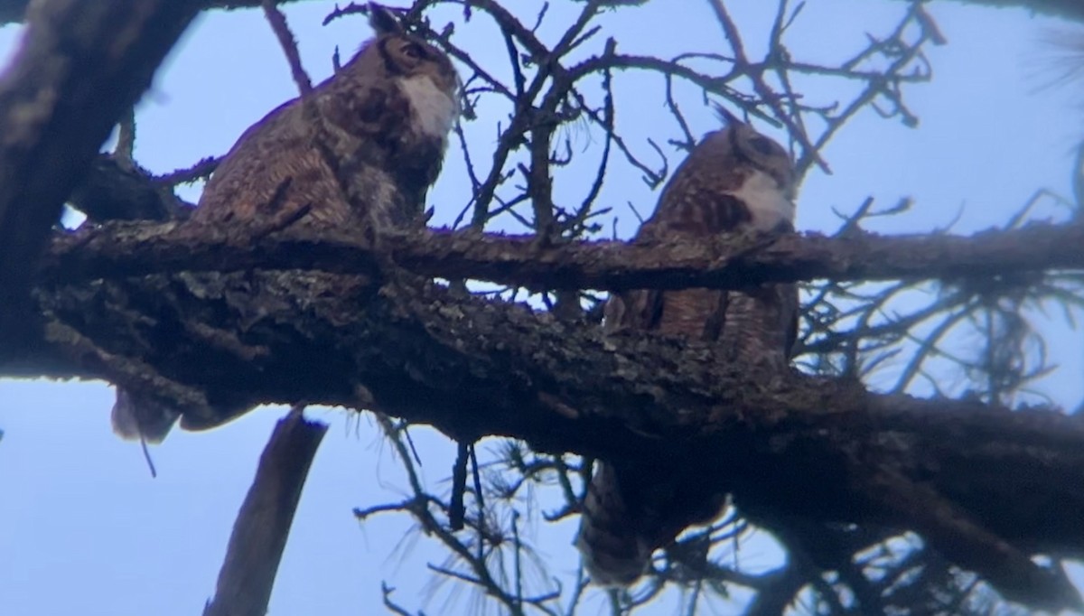 Great Horned Owl - ML615217060