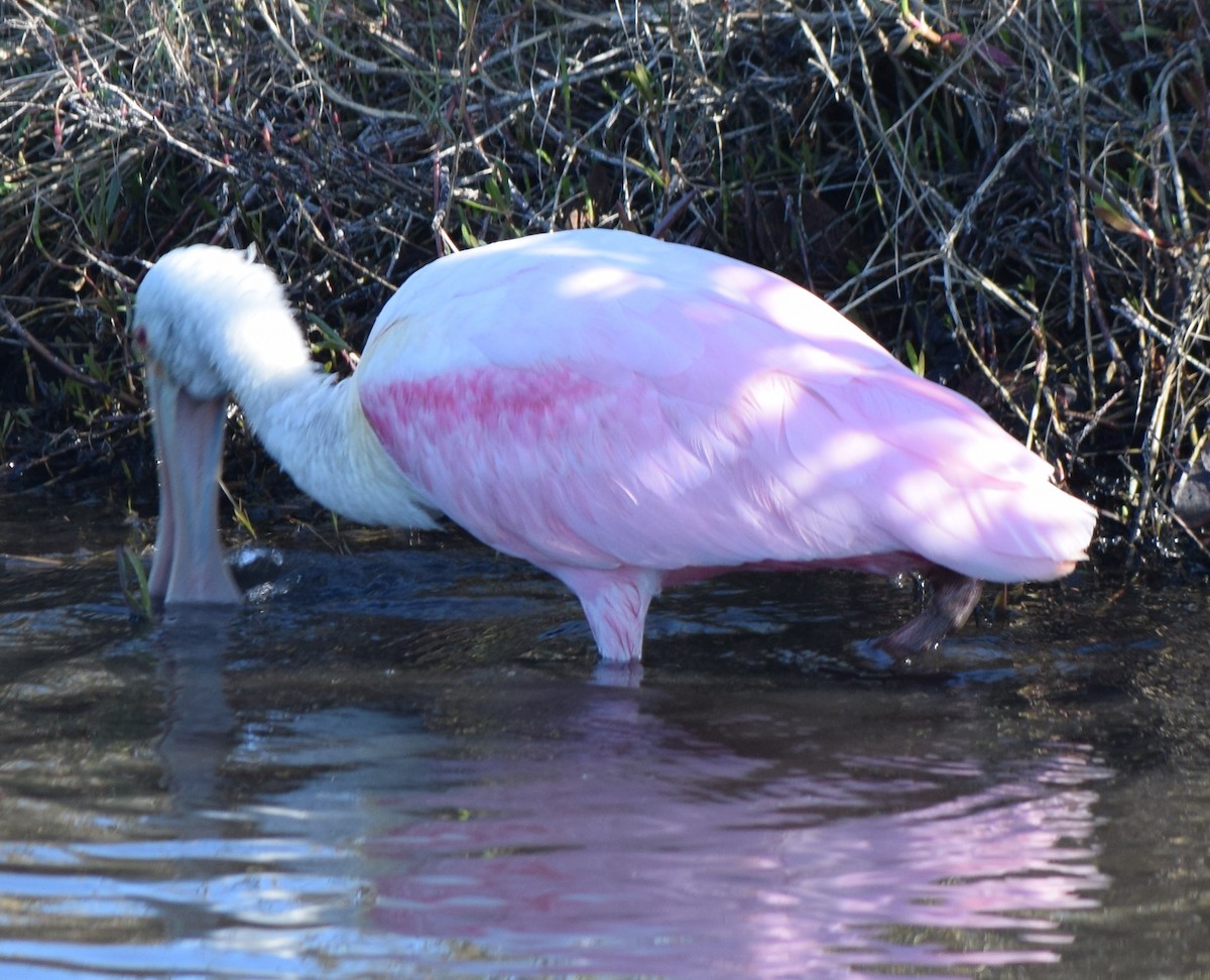 Roseate Spoonbill - ML615217093