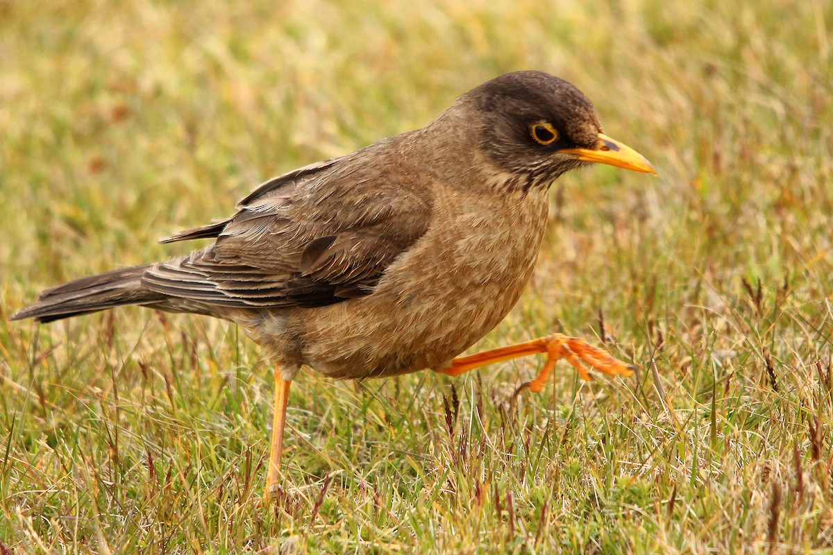 Austral Thrush - ML615217094