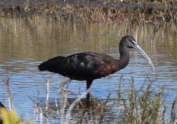 ibis hnědý - ML615217129