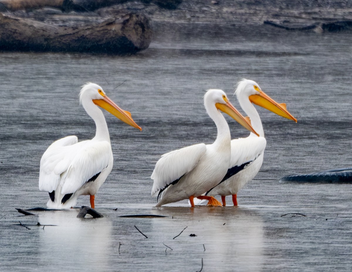 American White Pelican - ML615217152