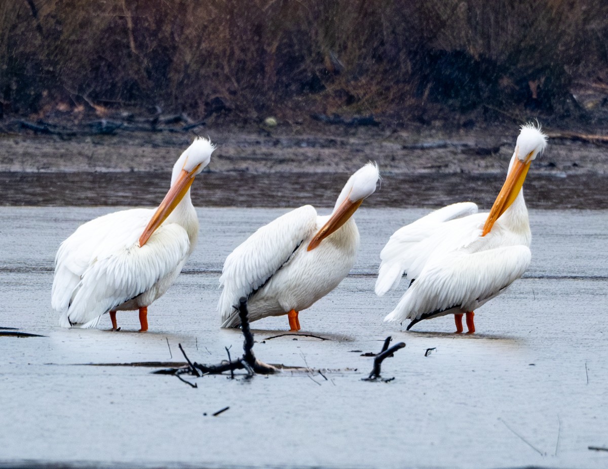 American White Pelican - ML615217156