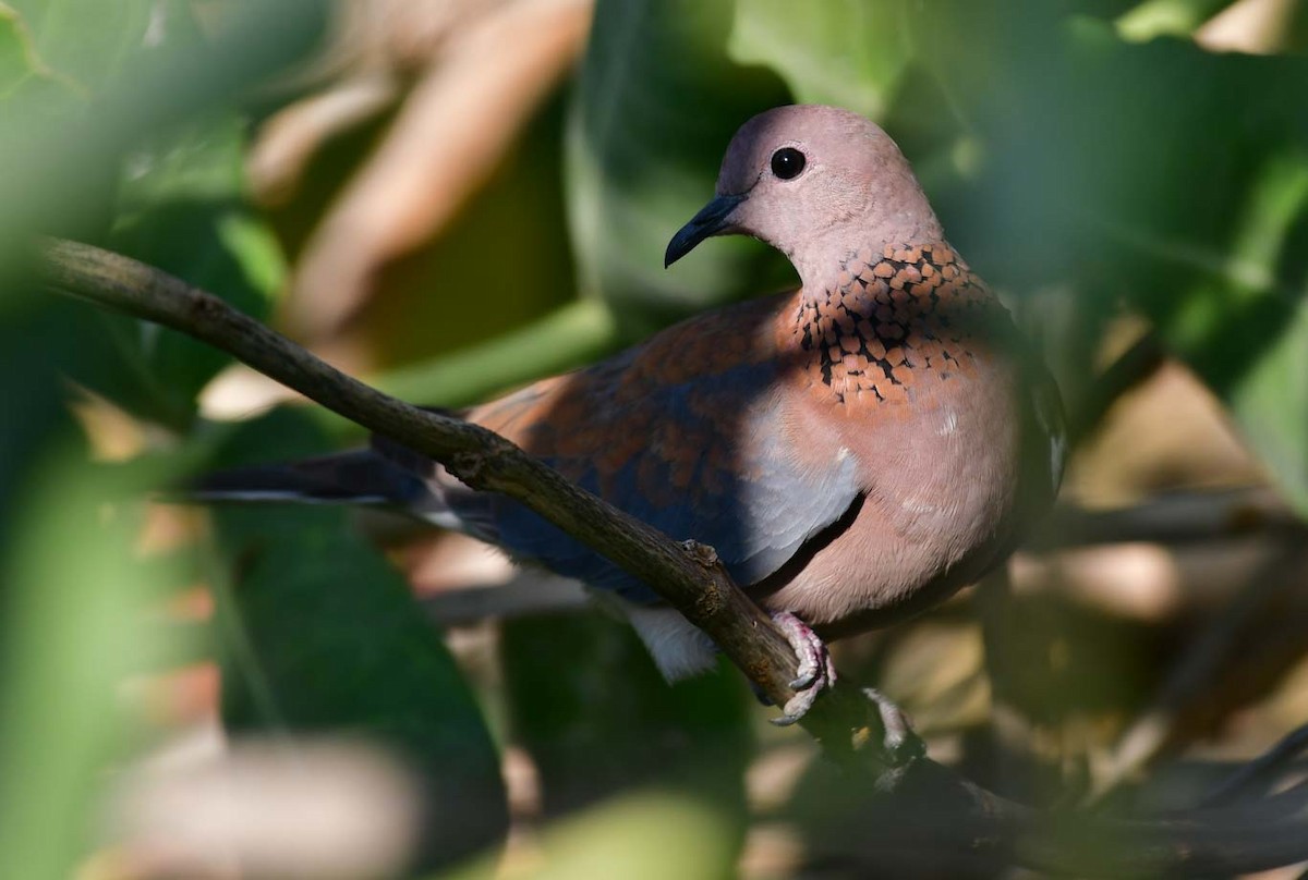 Laughing Dove - Özgür Ekincioğlu