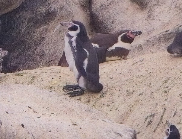 Humboldt Penguin - ML615217199