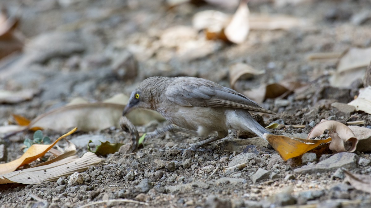 Large Gray Babbler - ML615217225