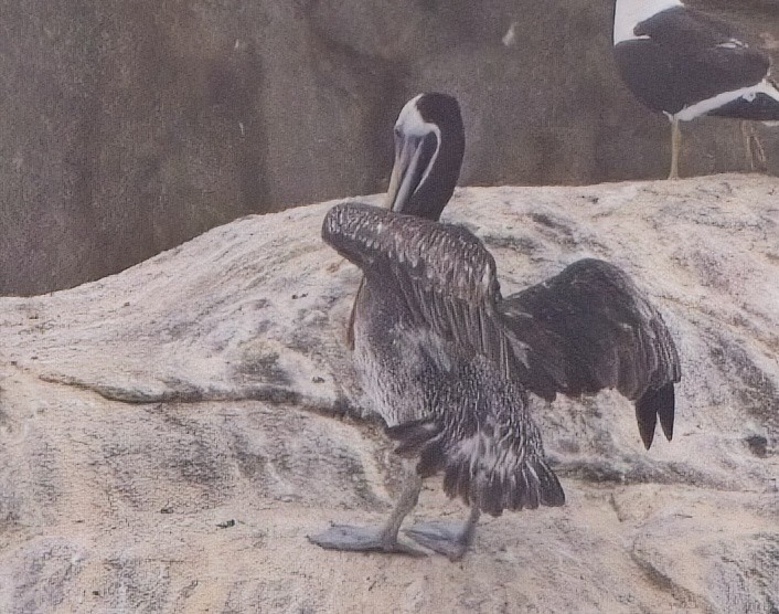 Peruvian Pelican - ML615217323