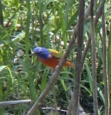 Painted Bunting - ML615217331