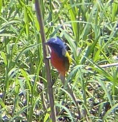 Painted Bunting - ML615217335