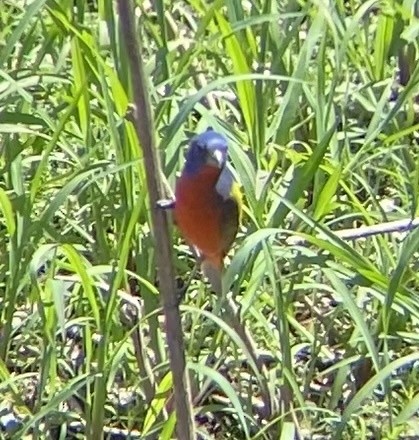 Painted Bunting - ML615217340