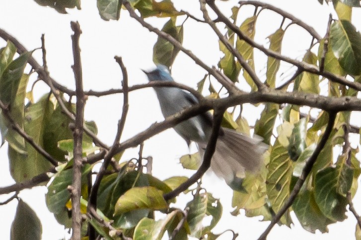 African Blue Flycatcher - John Gapski