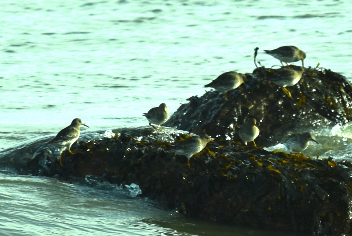 Purple Sandpiper - ML615217485