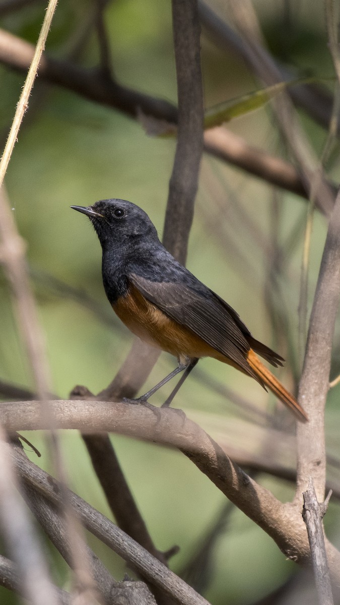 Black Redstart - ML615217516