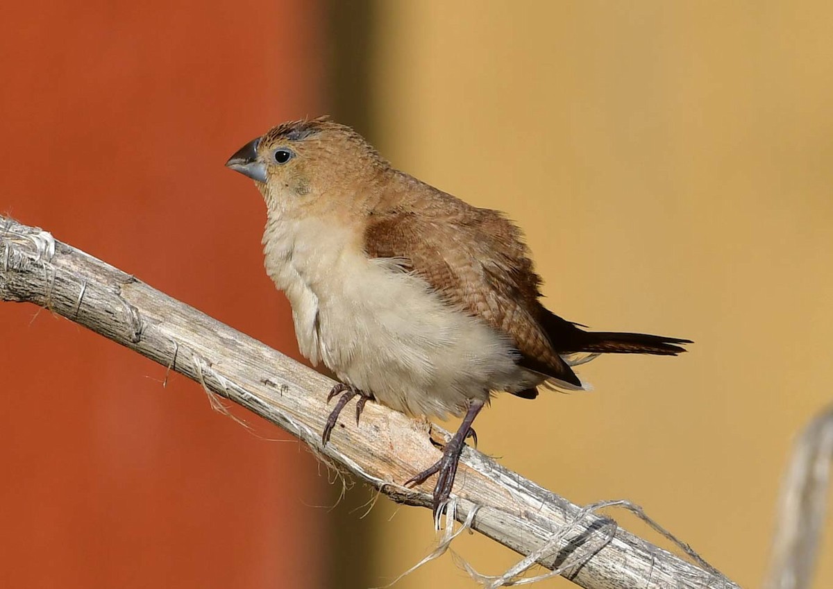 African Silverbill - Özgür Ekincioğlu