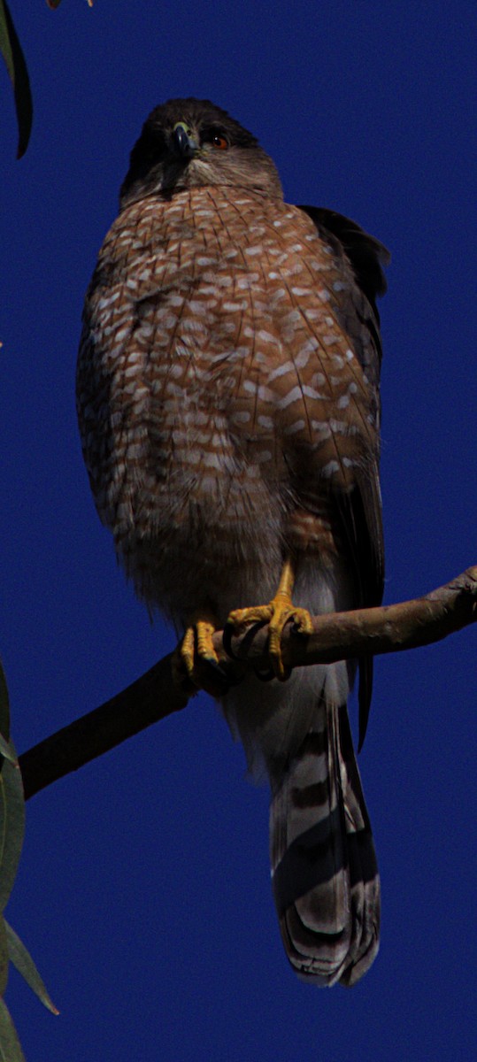 Cooper's Hawk - ML615217626