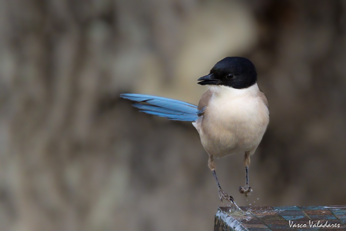 Iberian Magpie - ML615217721