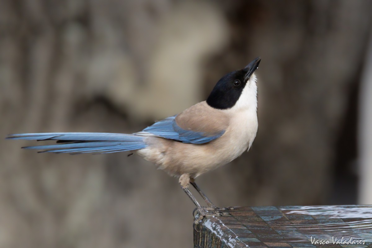 Iberian Magpie - ML615217723