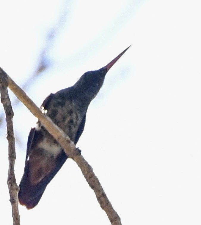 Berylline Hummingbird - ML615217728
