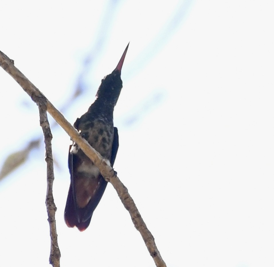 Berylline Hummingbird - ML615217729