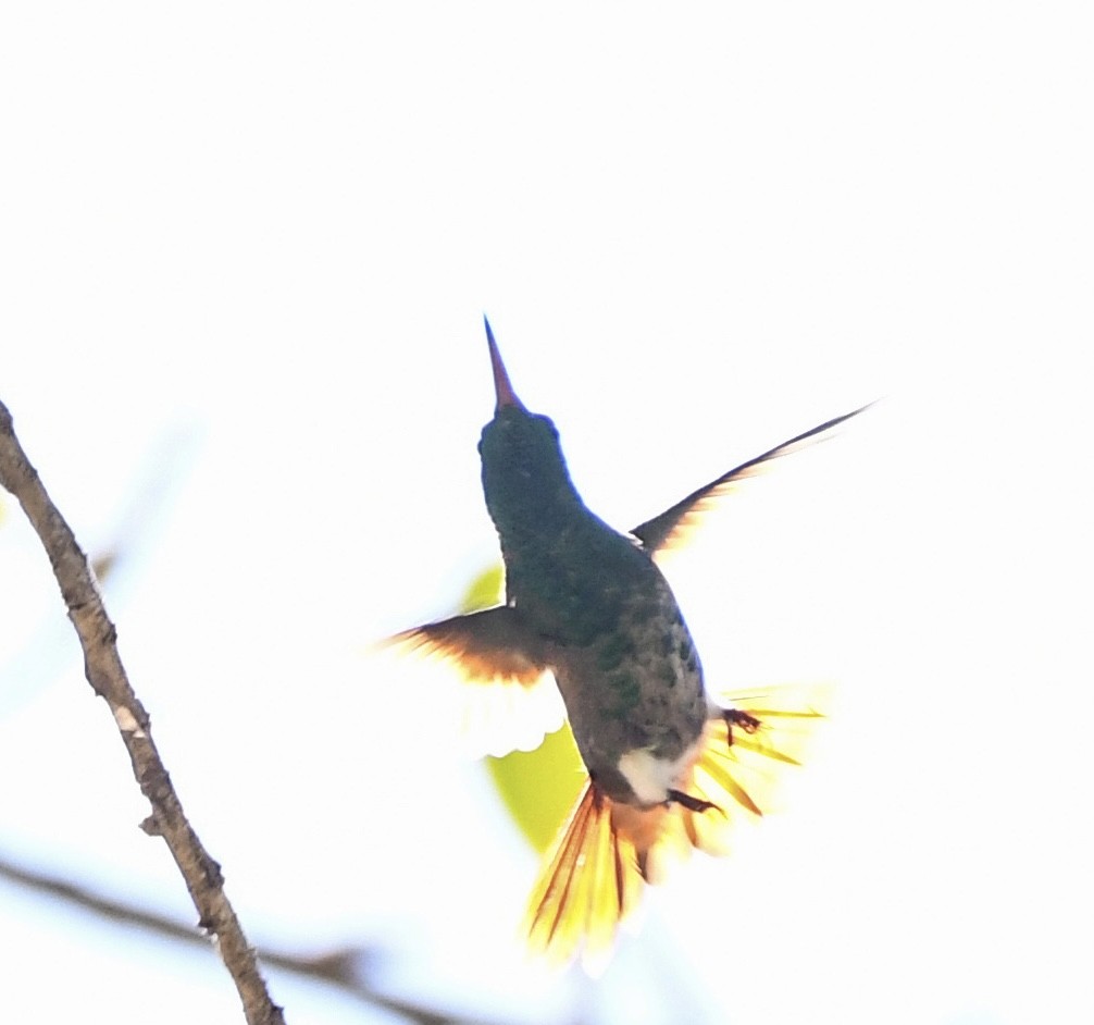 Berylline Hummingbird - ML615217731