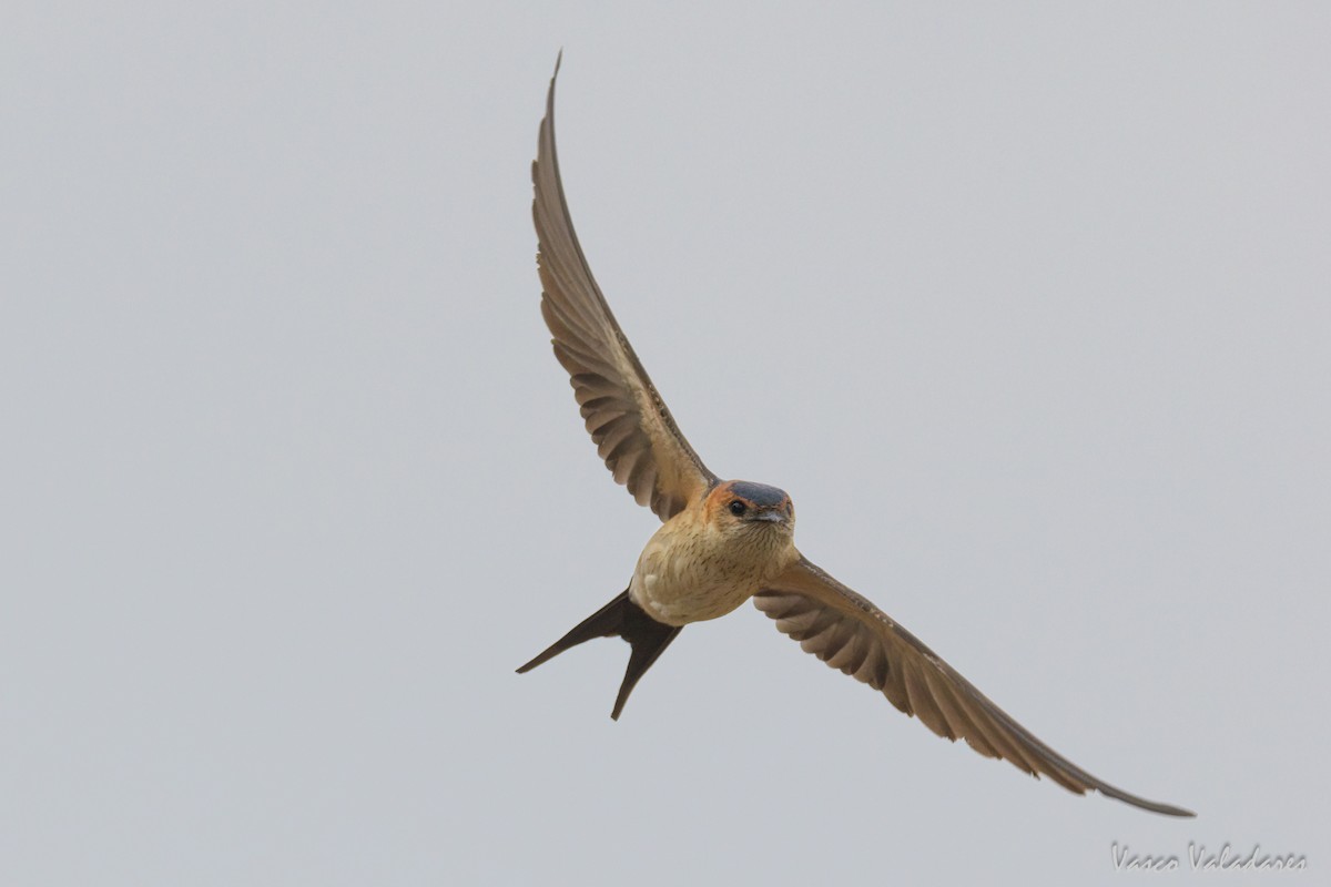 Red-rumped Swallow - Vasco Valadares