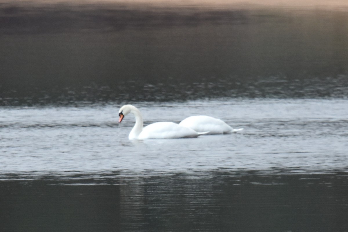 Cygne tuberculé - ML615217780