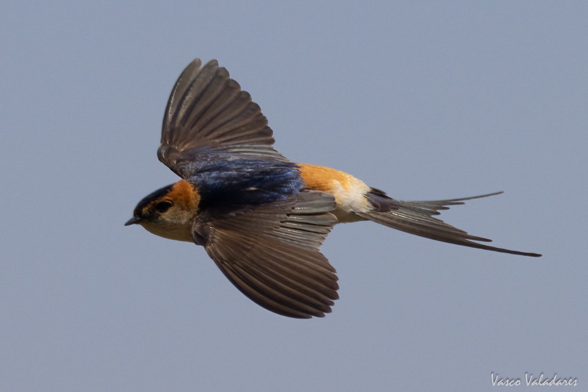 Red-rumped Swallow - ML615217783